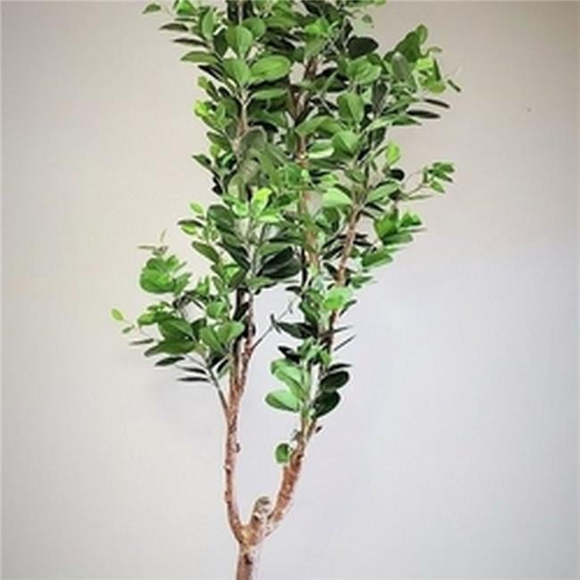 6-in-Potted-East-Ficus-800-Leaves-Faux-Plants-Trees_2bf446a0-7664-4f6b-bdb3-89c751c3f828.54aedbcf03dd560048b3dfd9950b4e3f