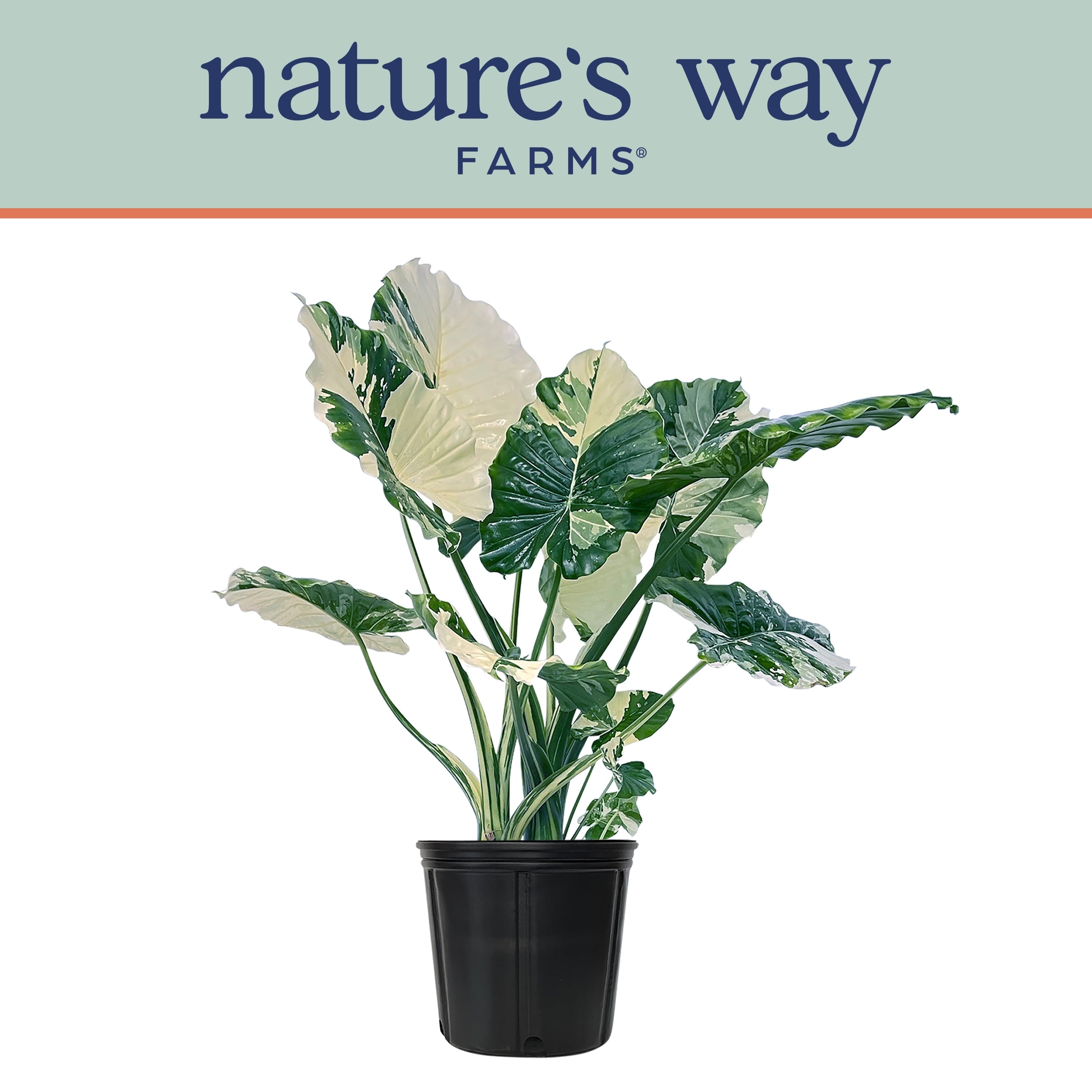 Alocasia-Dawn-Variegated-Rare-Plant-Collection-Live-Plant-25-30-in-Tall-in-Growers-Pot_908cabb4-4eb1-4b61-961d-2efc3bdddfb2.5ca4530a6e6391fc4b8844d6170f5174